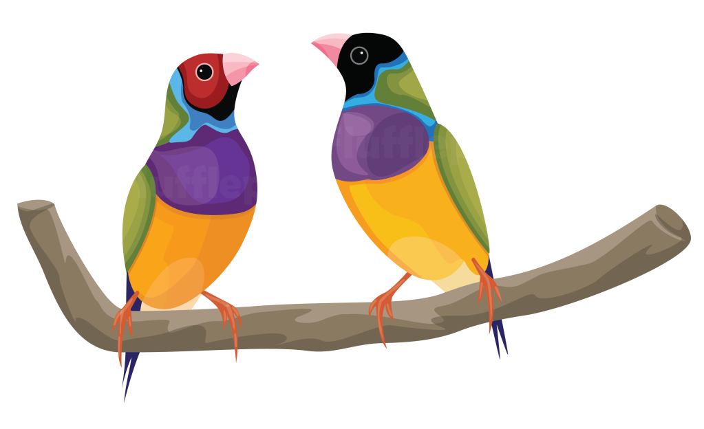 Two colourful Gouldian Finches